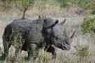 Device to fight rhino poaching developed