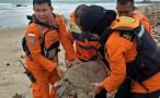 Dozens of turtles saved post Indonesian tsunami