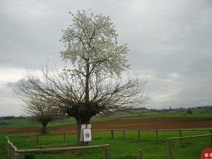 double tree of casorzo