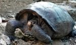 Giant Galapagos tortoise, considered extinct, found after 100 years