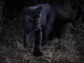 Scientists spot black leopard for first time in more than 100 years