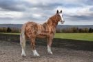 UK woman creates stunning artwork on horses