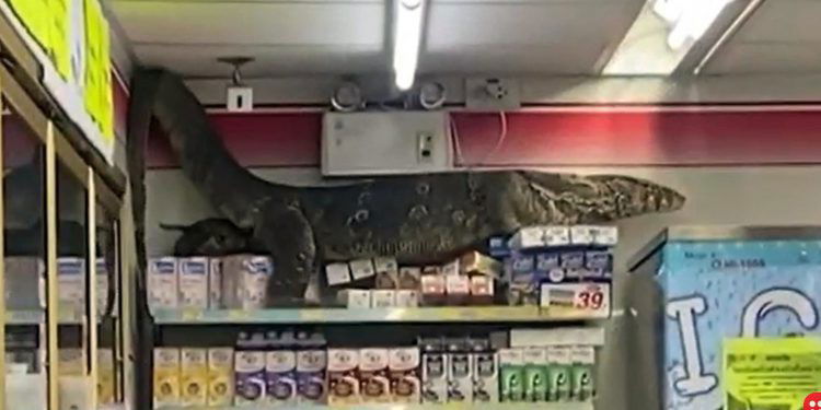 Giant monitor lizard at a grocery store freaks out shoppers in Thailand